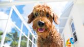 Goldendoodle Fends Off Dog Brothers From Barbie Pool Float in Epic Showdown