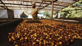 Café da região do Médio Paraíba do Rio pode ganhar selo nacional de qualidade