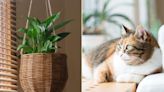 Man Wants to Keep Peace Lilies After Grandmother's Death Despite Girlfriend's Concern It's Toxic to Her Cats