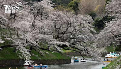 東京滿開櫻花被強風吹落 神奈川三層樓鷹架垮