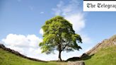 Sycamore Gap exhibition to offer ‘grieving process’ for felled historic tree