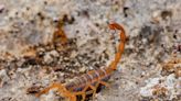 Scorpions are looking to chill at your place. Here's why.