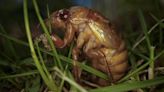 Fungus that turns cicadas into 'zombies' detected in Midwest: Report