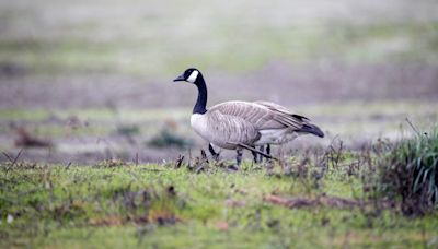 Second case of bird flu in humans confirmed in Michigan