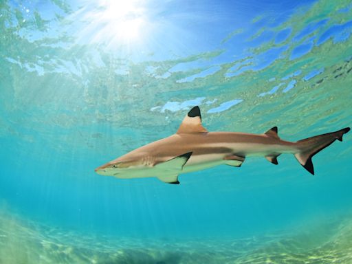 Beachgoer has close encounter with shark on Hawaii shore: "Terrifying"