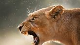 Animals in the savanna are more scared of the sound of a human voice than lions, dogs, or guns, a study found