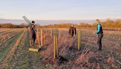 'Agroforest' trial begins at RSPB's arable farm