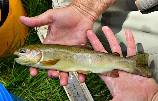 Once-endangered Apache trout species has been restored, US interior secretary says