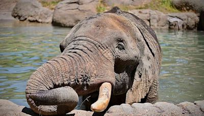Lone Elephant at Oakland Zoo to Be Moved to Sanctuary to Reunite with Old Friend