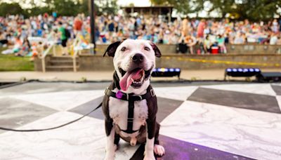 Longtime Austin shelter dog to star in Legally Blonde the Musical