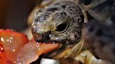 Les tortues ont-elles des dents ?