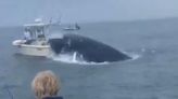 Whale Throwing 2 New Hampshire Men Overboard in Freak Accident Has Internet Flipping Out - E! Online