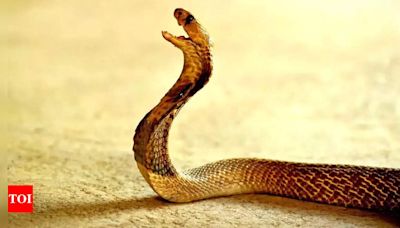 Bitten back by railway worker, snake dies | Patna News - Times of India
