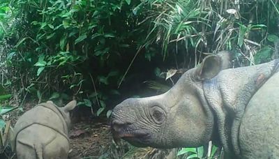 Javan rhino clings to survival after Indonesia poaching wave
