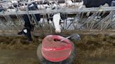 U.S. says losing dairy trade dispute with Canada is a major setback