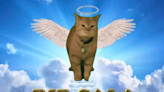 TikTok llora la muerte de Cala, la ‘michi’ cantante de “I Go Meow”