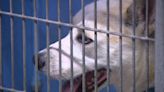 Partial quarantine at Orange County animal shelter due to Strep Zoo