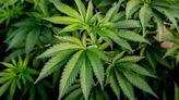 Study finds genes linked to cannabis addiction