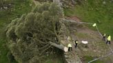 Famous Sycamore Gap tree ‘deliberately felled’ in apparent ‘act of vandalism’