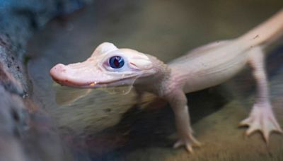 One of rarest alligators worldwide born in Florida. Here’s where to spot her