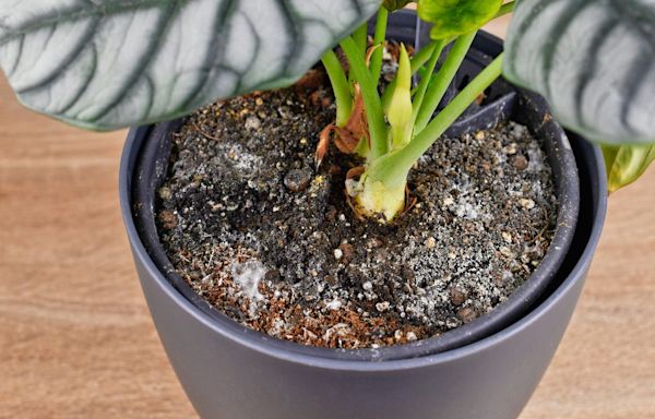 Why Your Houseplants Are Struggling in the Heat and How to Save Them