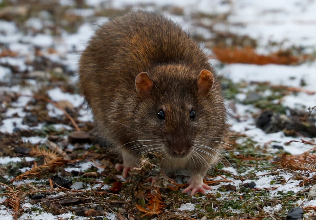 Editorial: New York has declared war on its legions of rats. Chicago should do the same.