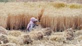 Centre imposes stock limit on wheat until FY25 to prevent hoarding, speculation