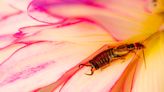 Here's How to Get Rid of Earwigs in Your Home