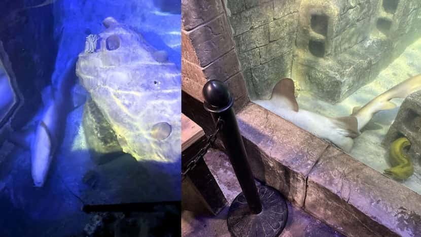 Death of sharks, fish at Fort Worth’s SeaQuest prompts call for investigation