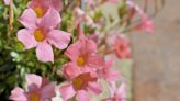 13 Blooming Vines That Add Beauty—and Privacy—to Your Yard