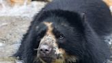 Mischievous bear escapes enclosure at St. Louis Zoo, again
