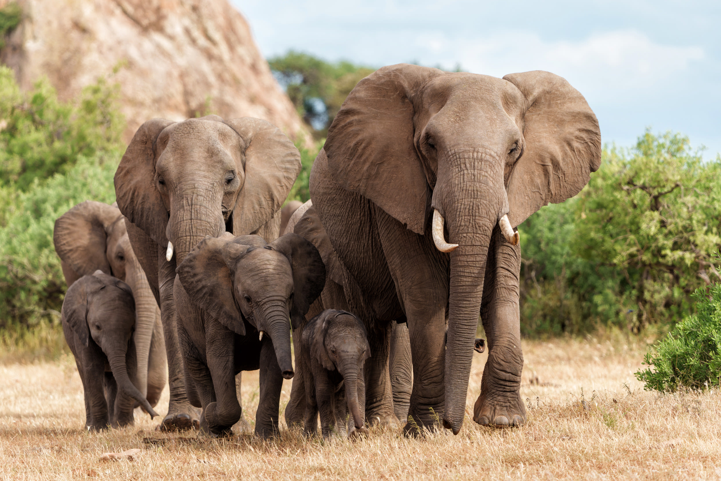 Man on safari killed by elephant after leaving car to take pictures