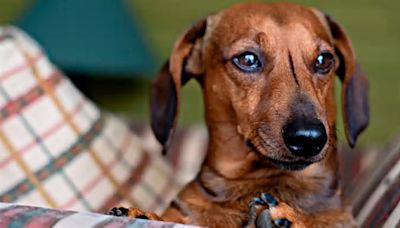 Perro salchicha arranca parte de la mejilla a una mujer y luego se la come frente a ella