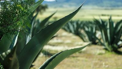 Japoneses quedan impresionados ante este agave mexicano que florece una vez por siglo