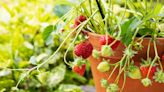 How to Grow Sweet Strawberries That Will Produce Fruit Every Year