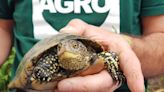 Estudian por primera vez las tortugas autóctonas en el barranco de Barxeta