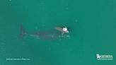 See video of first endangered North Atlantic right whale calf spotted this season