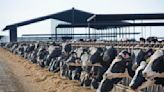 Despite H5N1 bird flu outbreaks in dairy cattle, raw milk enthusiasts are uncowed