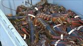 Champlain Seafood blames lack of lobsters for permanent closure of Meteghan, N.S., processing plant