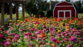 Frolic at these 5 farms around the Ozarks with flower patches in full bloom
