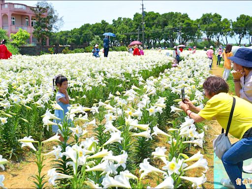 雪白花海 觀音4萬株鐵炮百合綻放