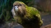 These adorable flightless parrots are making a comeback after being hunted to the brink of extinction: ‘A major achievement’