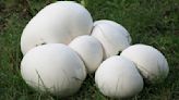 How To Store Puffball Mushrooms So They Don't Go Bad