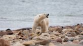 Alerta máxima: osos polares del norte de Canadá mueren a ritmo acelerado