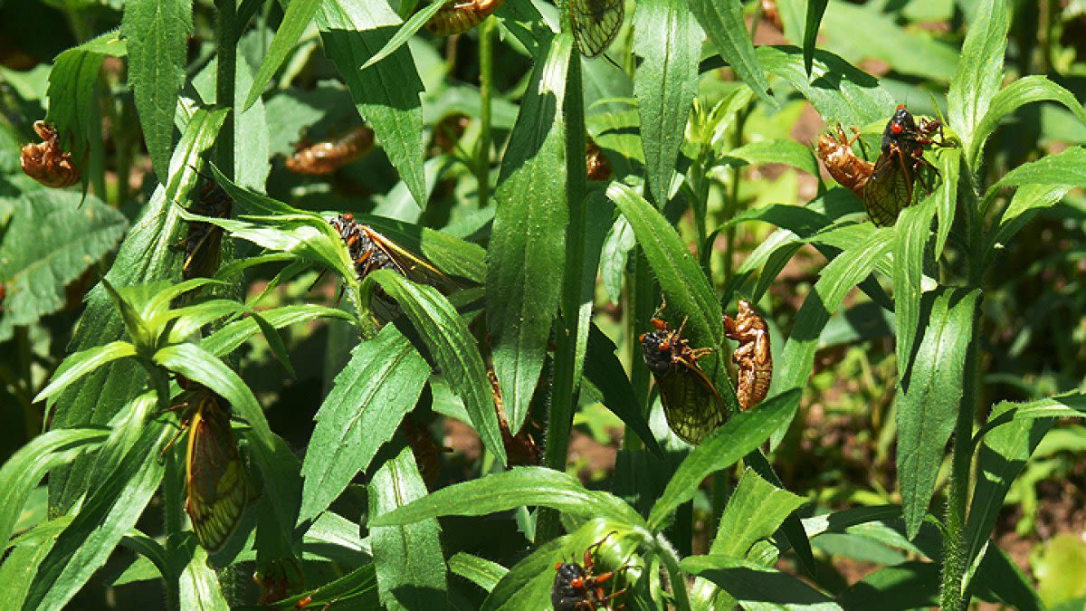 How to protect your trees from Chicago's great cicada emergence of 2024