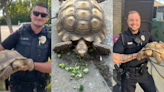 Tortoise ‘Slow Poke’ rescued after dumped, abandoned in pond; Smithfield officer to give him new home on farm