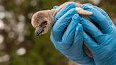 Una nueva generación de pingüinos de Humboldt nace en el Chester Zoo en un momento crucial para su conservación