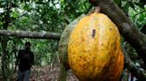 Après des semaines de hausse, le cours du cacao est en chute libre