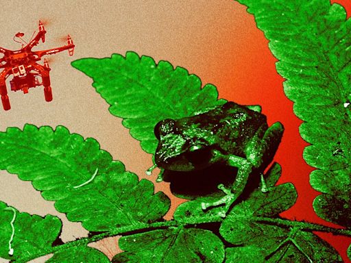 Hawaii Deploying Drones to Kill Hated Frog