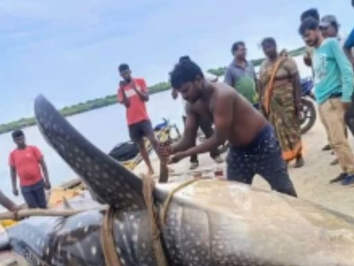 Andhra Fishermen Catch Two Endangered Whale Sharks; One Dies, Another Set Free - News18